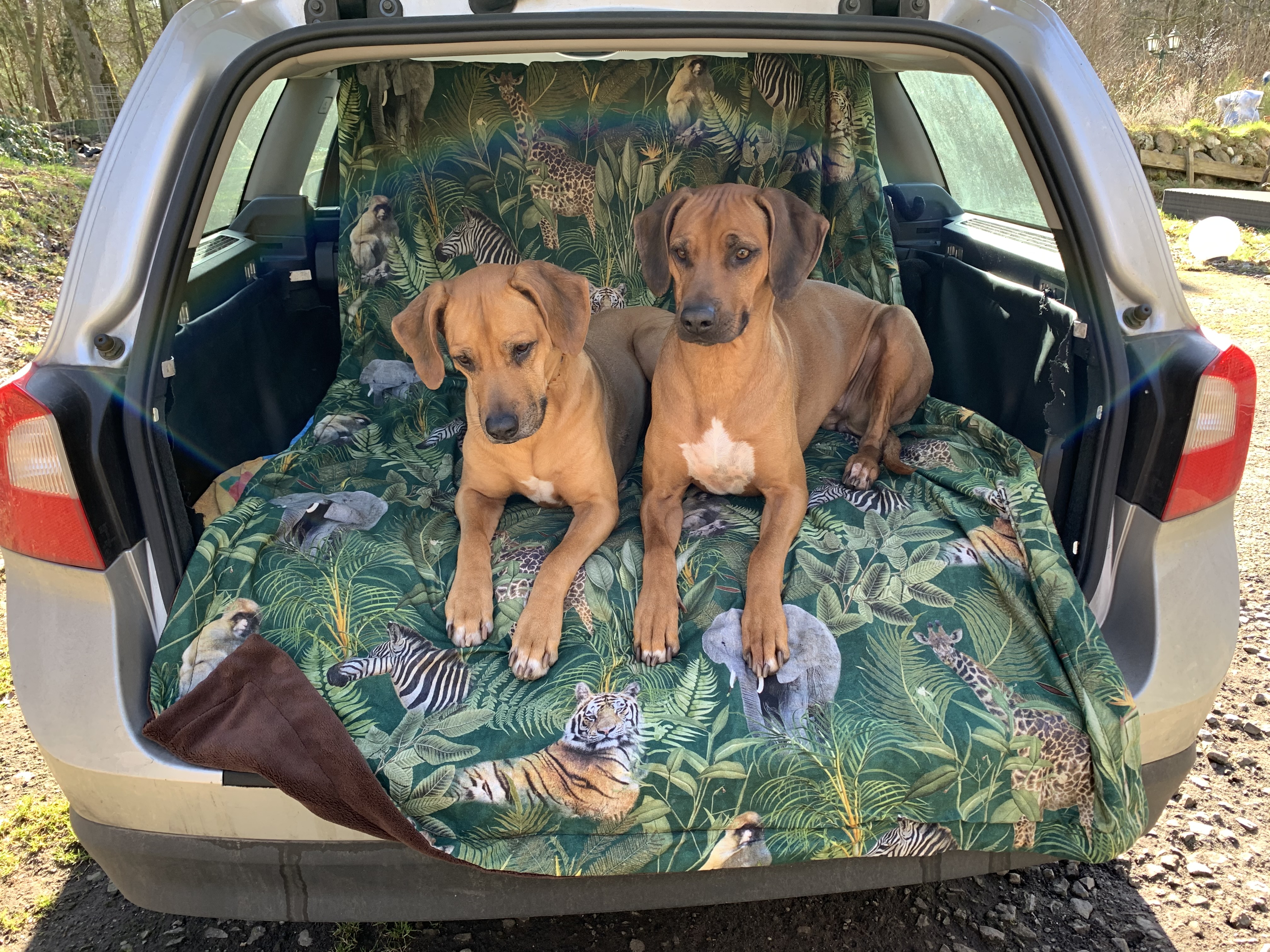 Wellnessdecke Rhodesian Ridgeback/Afrika