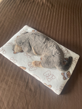 Wellnessdecke de Luxe 50x40 cm Teddy hell